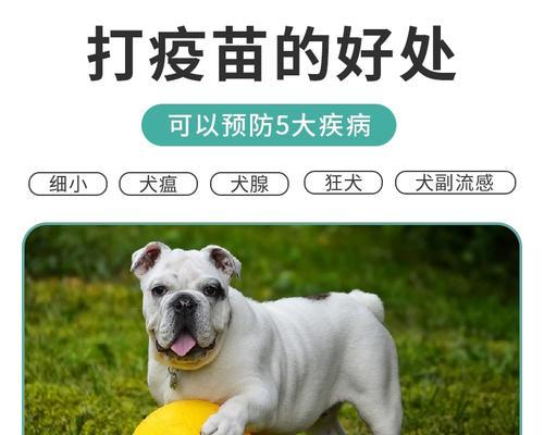 宠物犬瘟发烧治疗全攻略（药物治疗）