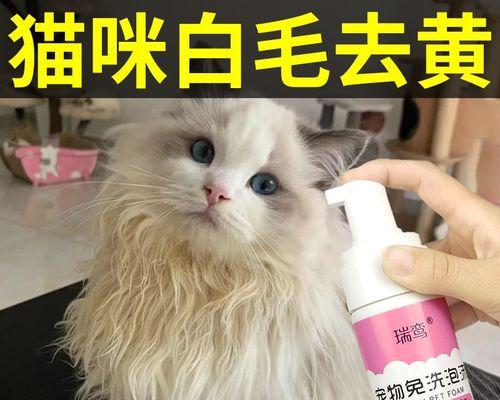 小猫泪痕处理全攻略（从宠物健康到美容）