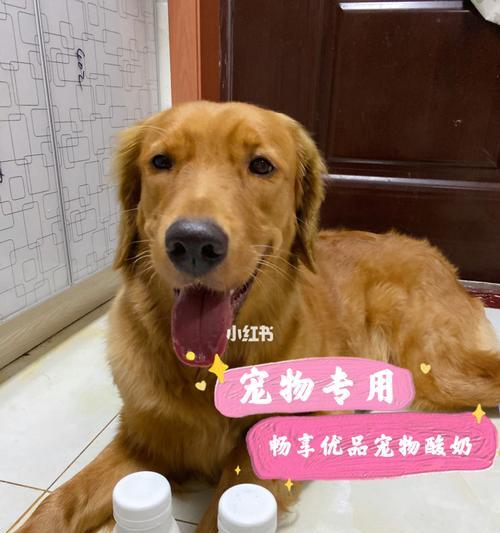 狗狗肠胃炎能喝酸奶吗？喝了会有什么影响？