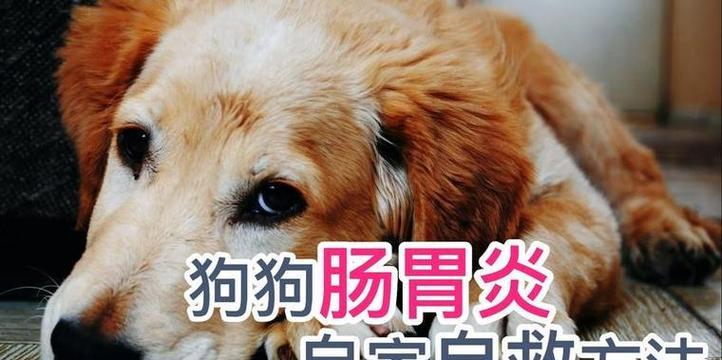 狗狗肠胃炎导致拉褐色便便怎么办？