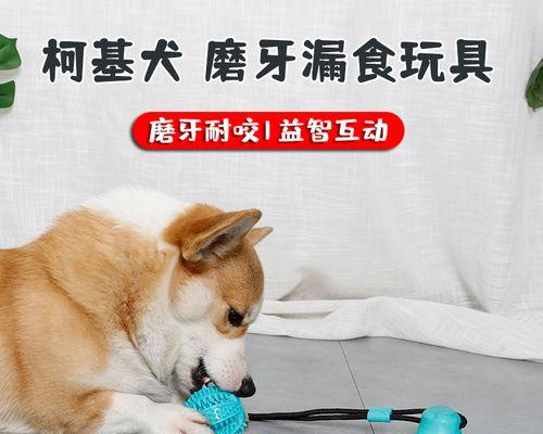 狗狗食欲不振怎么办？如何提高狗狗的食欲？