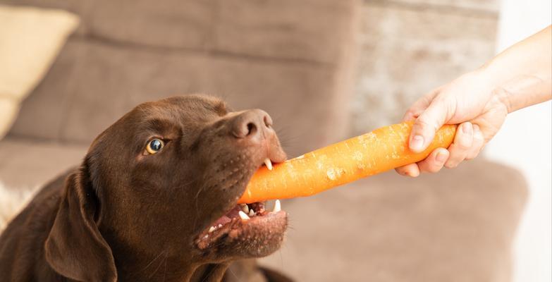 狗狗吃的粥怎么做的？有哪些健康食材推荐？