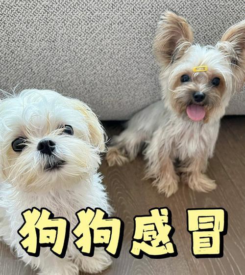 狗狗打喷嚏的原因和应对措施是什么？