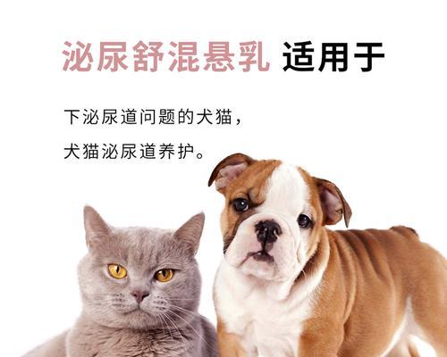 狗狗得膀胱炎怎么办？有效治疗方法和预防措施是什么？