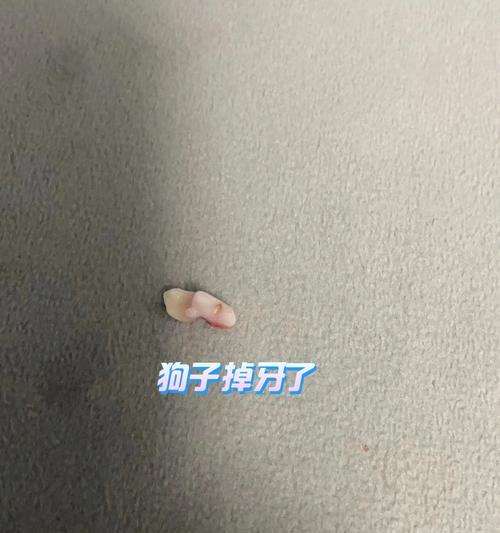 狗狗掉牙会吃下去吗？如何处理这种情况？