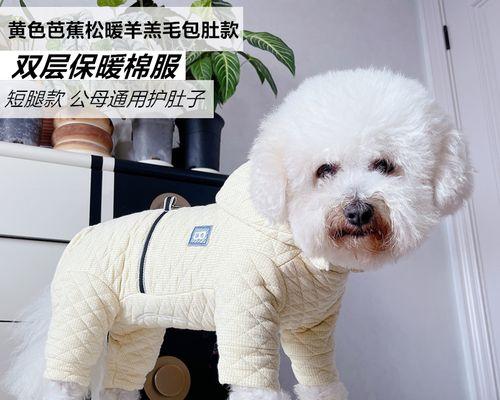 狗狗肚子硬是什么原因？如何处理？