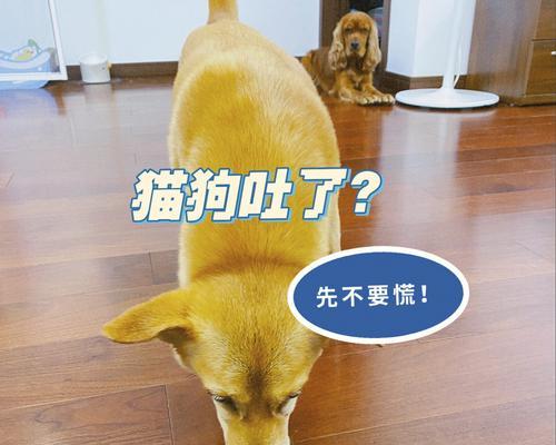 狗狗腹泻呕吐怎么办？如何快速识别并处理宠物的不适症状？