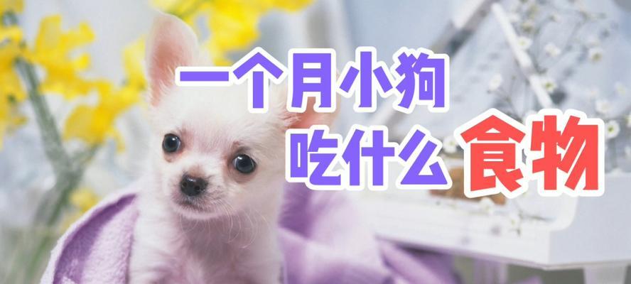 狗狗经常吃哪些蔬菜？对健康有哪些好处？