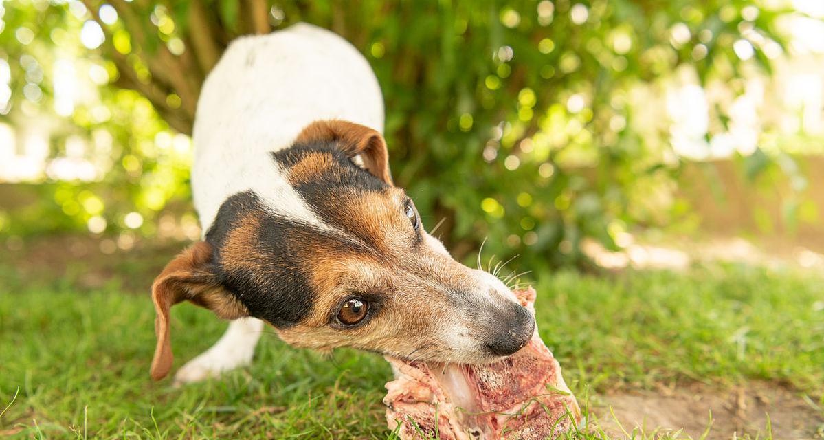 狗狗可以吃肉骨头吗？安全喂食肉骨头的建议是什么？