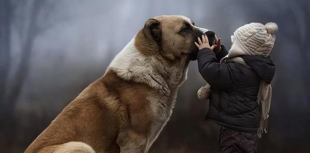 狗狗狼爪变大了怎么办？如何正确修剪狼爪？