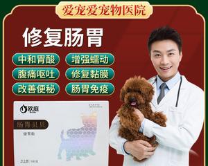 狗狗老便血吃什么药？如何正确选择治疗方案？