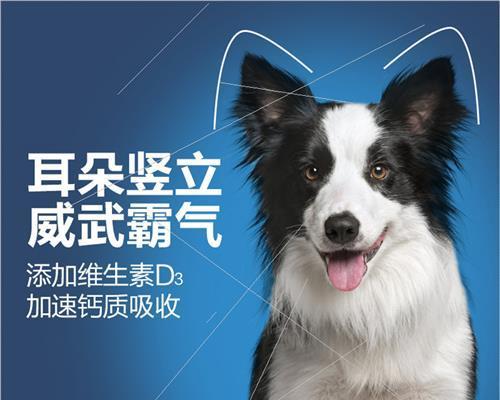 狗狗立耳器用什么胶？如何正确选择和使用？