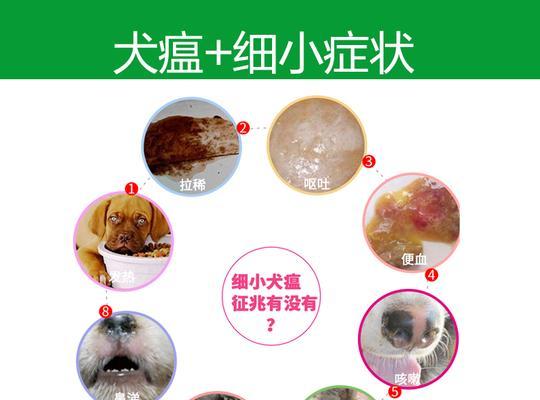 狗狗犬瘟便血怎么办？如何快速识别和处理？