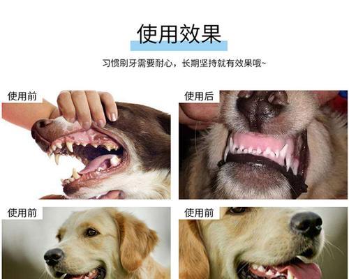 狗狗牙结石怎么去除？有效去除方法有哪些？