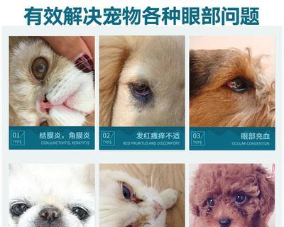 狗狗眼药水可以喷吗？正确使用方法是什么？