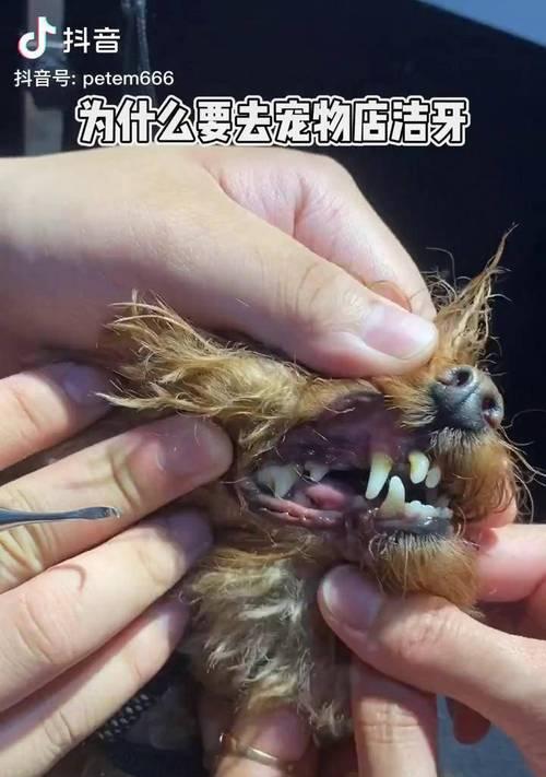 狗狗有牙结石怎么办？有效预防和治疗牙结石的方法是什么？