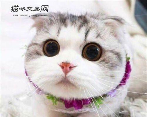 初生小猫性别怎么判断？简单方法大揭秘？