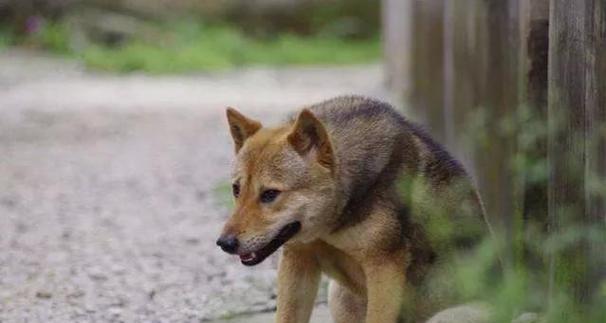 中华田园犬喜欢玩什么？如何选择合适的玩具？