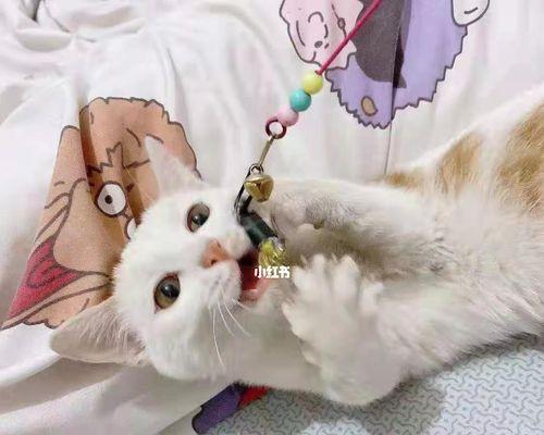 15天小猫感冒了怎么办？如何进行家庭护理和治疗？