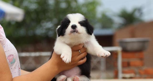 2个月大的边牧幼犬挑选技巧有哪些？如何确保选到健康的小狗？