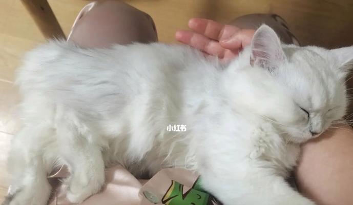 2个月小猫总是睡觉正常吗？如何调整它的作息时间？