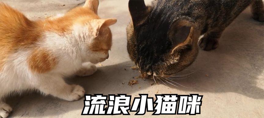 2个月大的小猫可以吃小鱼干吗？喂食小鱼干的正确方法是什么？