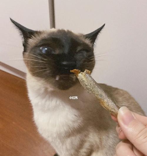 2个月大的小猫可以吃小鱼干吗？喂食小鱼干的正确方法是什么？