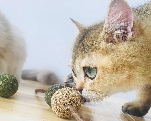 3个月大猫咪适合吃哪些零食？零食选择有哪些注意事项？