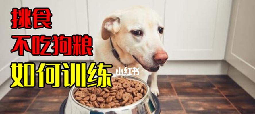 3个月小狗吃狗粮需要泡吗？正确喂食方法是什么？