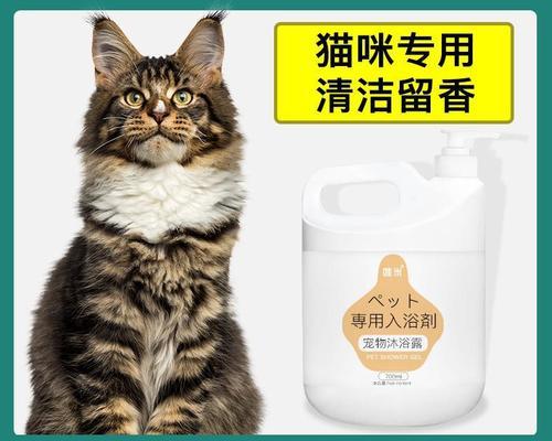 50天的猫咪可以洗澡吗？洗澡的正确时间和注意事项是什么？