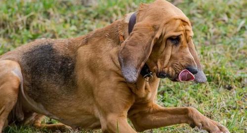 成犬适应新环境困难怎么办？如何缓解呼噜声？