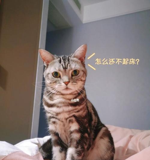 出售猫咪文案怎么写？如何吸引买家注意？