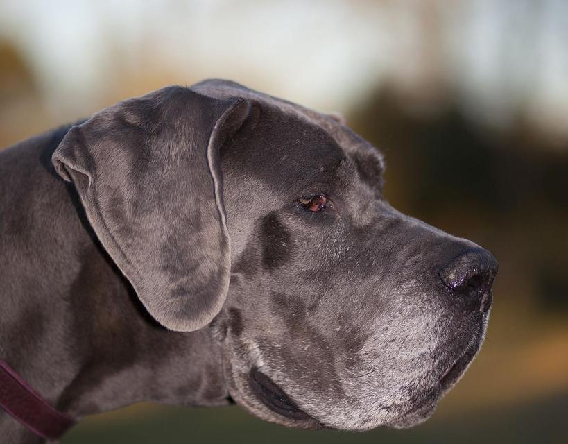 大丹犬剪耳朵的图形怎么剪？剪耳朵的正确步骤是什么？