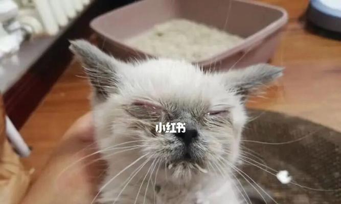 刚出生的猫咪不吃东西怎么办？常见原因及解决方法是什么？