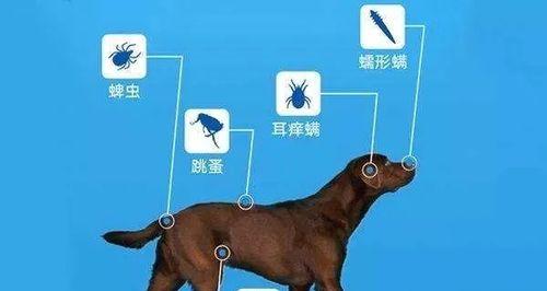 狗狗吃了打虫药后拉虫正常吗？需要采取什么措施？