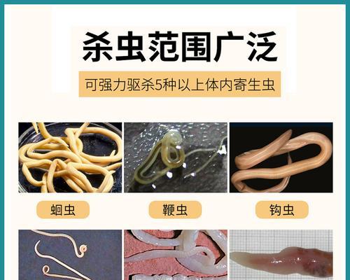 狗狗吃了打虫药后拉虫正常吗？需要采取什么措施？