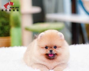 狗狗多大可以开始吃幼犬粮？幼犬粮的正确喂食时间是什么时候？