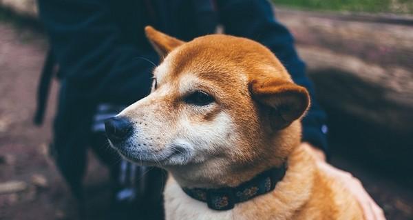 狗狗频繁亲吻嘴部会传播细菌吗？如何保持卫生？