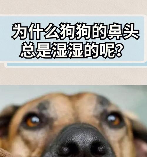 狗狗上火了怎么办？哪种药物可以快速缓解症状？