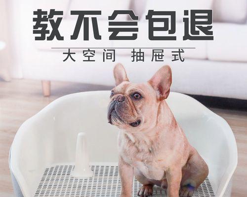 狗小便口红肿的原因是什么？如何处理？