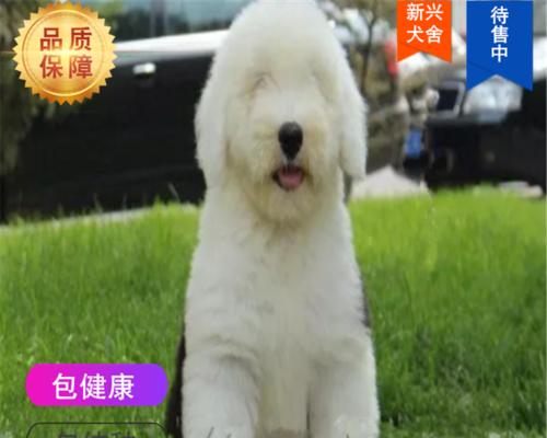 古牧犬的视力如何？它们是如何看见周围环境的？