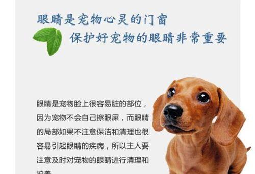 贵宾犬泪痕严重怎么办？有效处理方法有哪些？