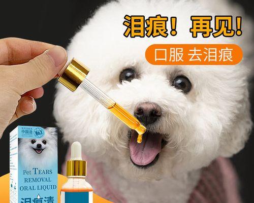 贵宾犬泪痕严重怎么办？有效处理方法有哪些？