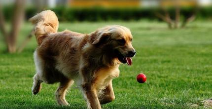 金毛犬怀孕期间用药指南：安全药物有哪些？