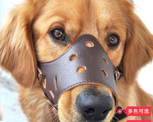 金毛犬拉稀怎么办？生病时的正确处理方法是什么？