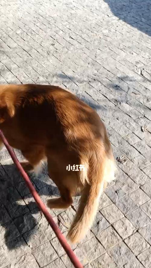 金毛犬什么时候可以开始遛狗？遛狗的最佳时间是什么时候？