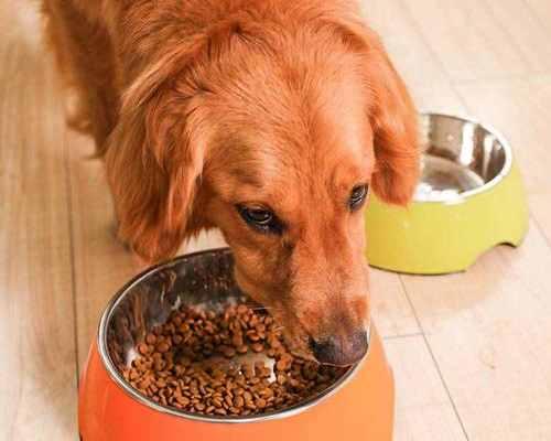 金毛幼犬吃完饭后拒绝狗粮怎么办？