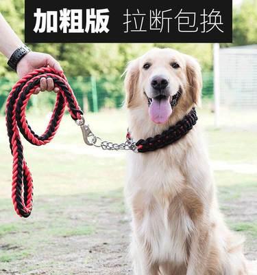 金毛幼犬怎么抱图片大全？抱幼犬的正确姿势是什么？