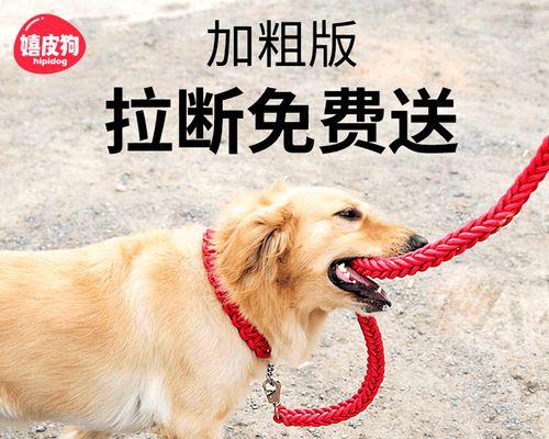 金毛幼犬怎么抱图片大全？抱幼犬的正确姿势是什么？