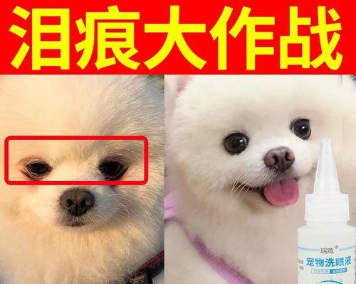 两个月幼犬出现泪痕怎么办？有效解决方法有哪些？